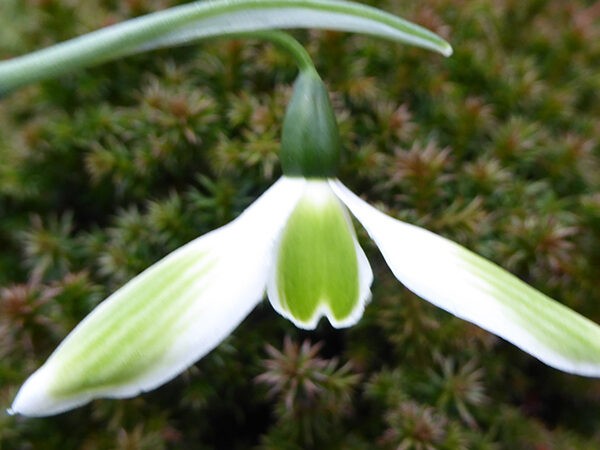 Galanthus 'Kryptonite'