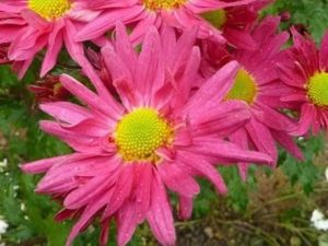 Hardy Chrysanthemum 'Uri'