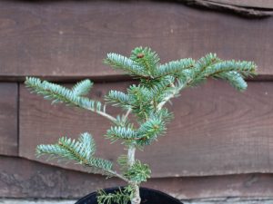 Abies koreana 'Blue Emperor'