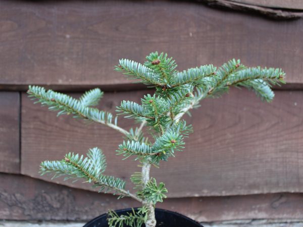 Abies koreana 'Blue Emperor'