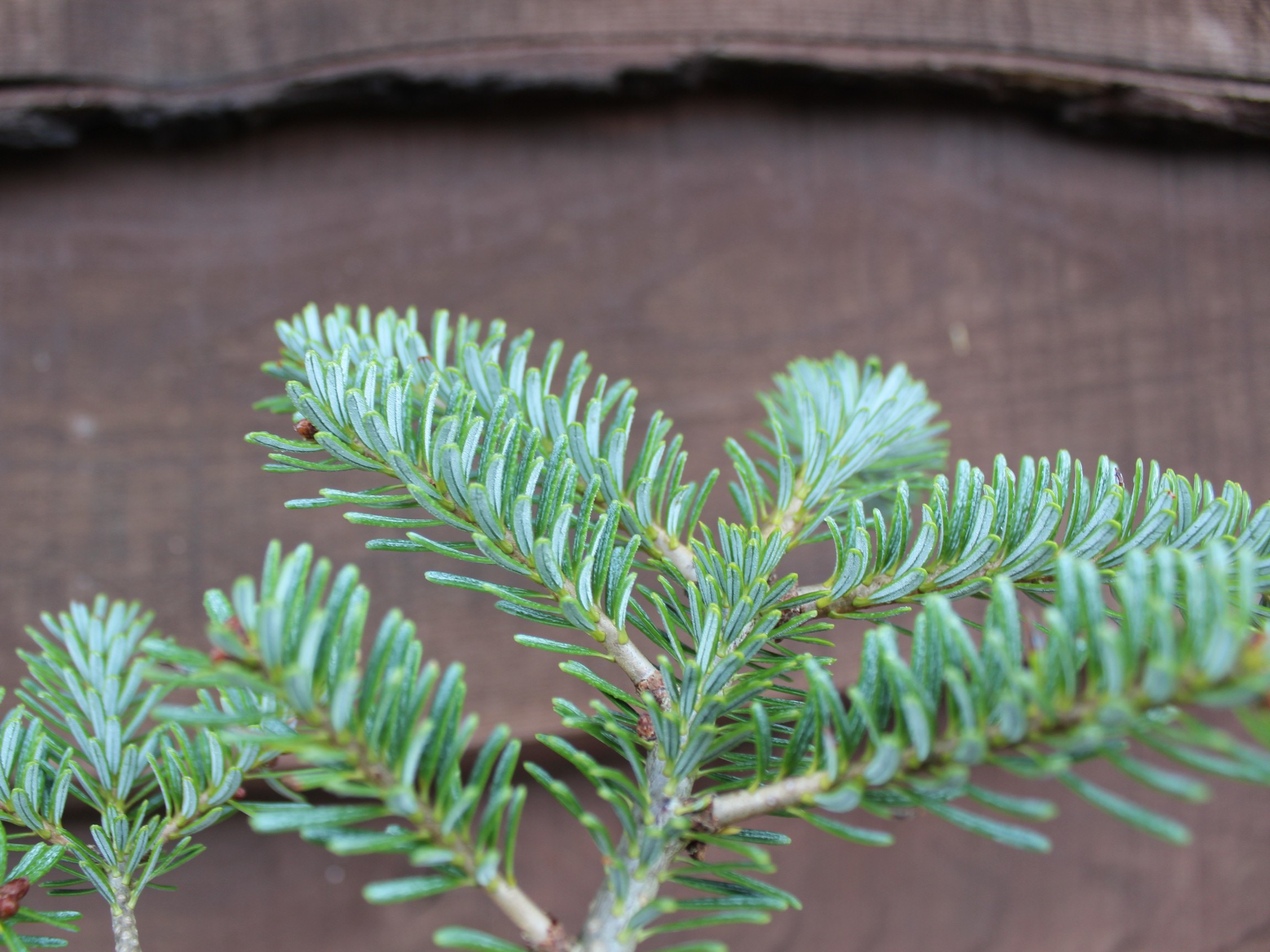 Abies koreana 'Blue Emperor' foliage