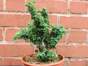 Chamaecyparis obtusa 'Chirimen'