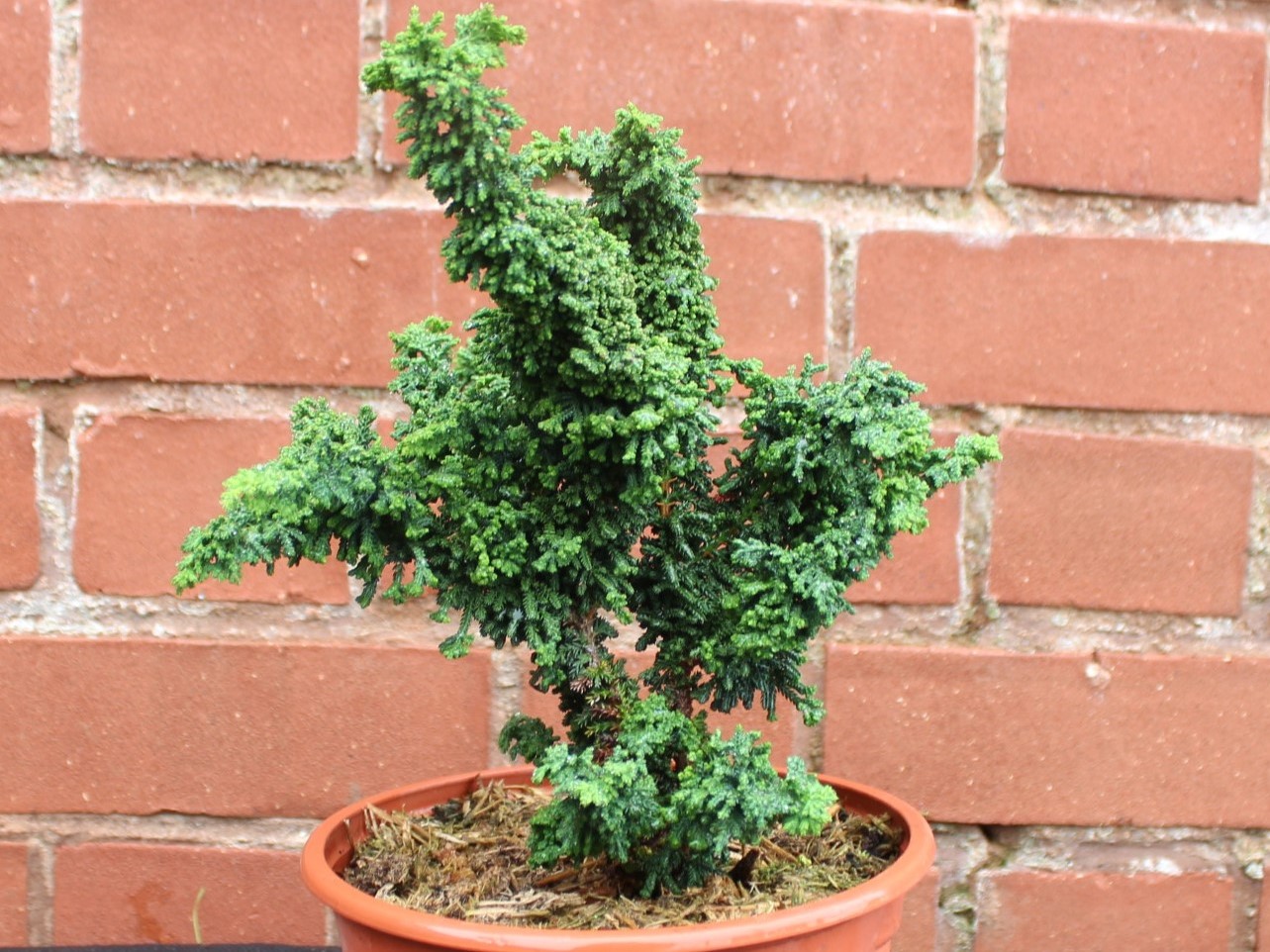 Chamaecyparis obtusa 'Chirimen'