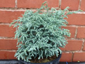 Chamaecyparis pisifera 'Blue Planet'