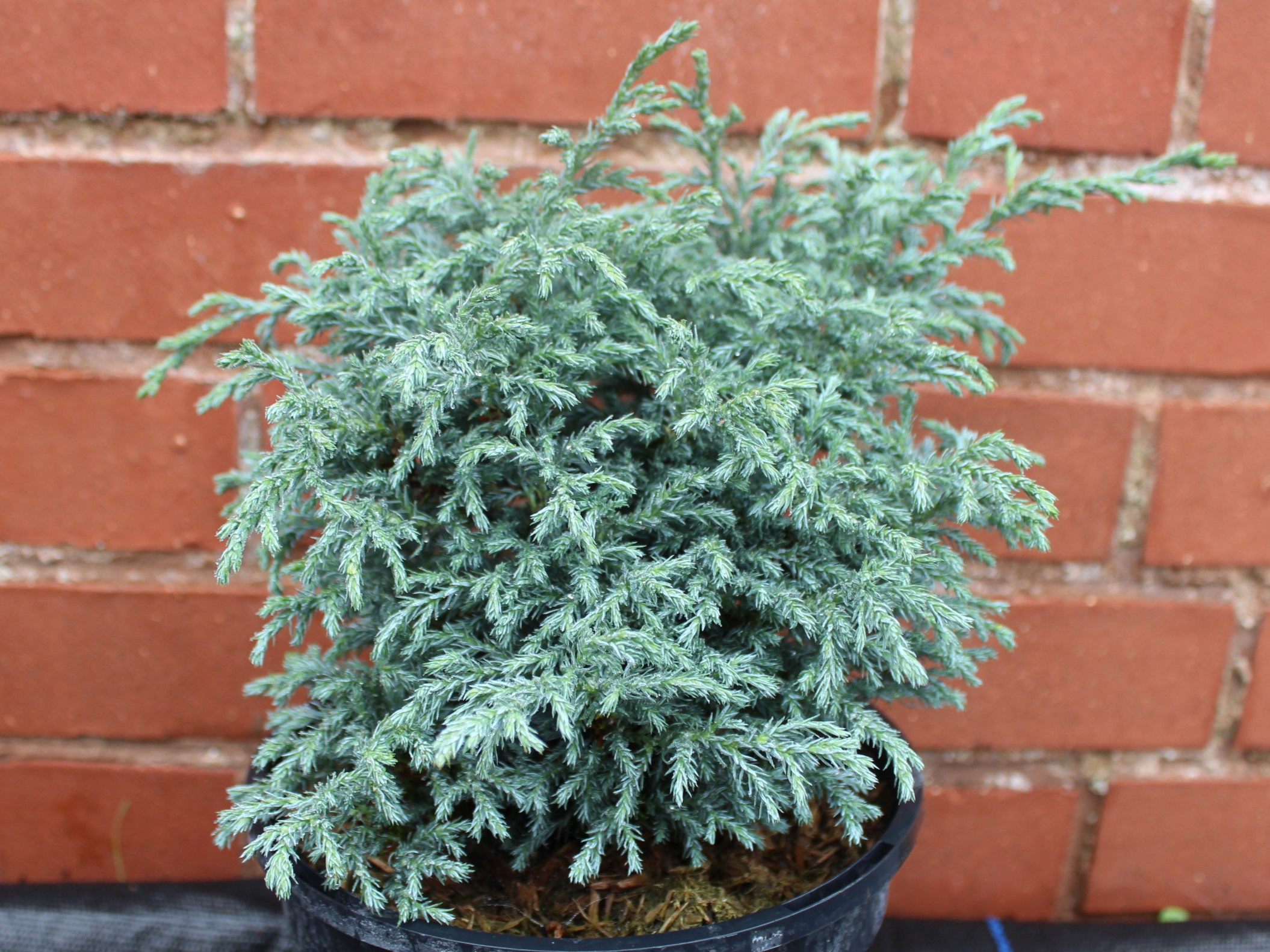 Chamaecyparis pisifera 'Blue Planet'