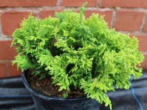Chamaecyparis pisifera 'Golden Pin Cushion' (3 Litre)
