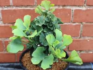 Ginkgo biloba 'Troll' (3 Litre)