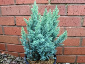 Juniperus x pfitzeriana 'Blue Chiffon' (3 Litre)