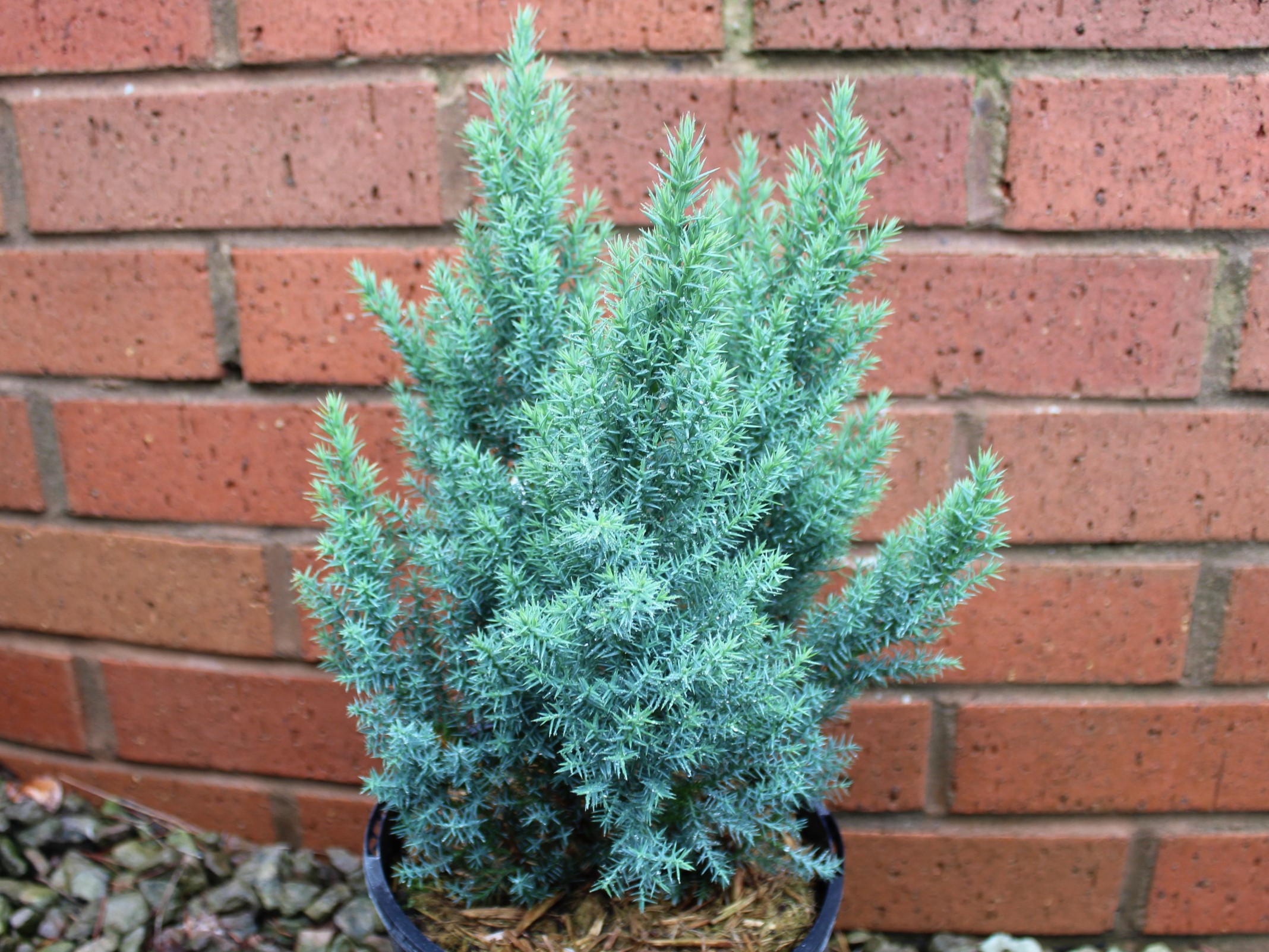 Juniperus x pfitzeriana 'Blue Chiffon' (3 Litre)
