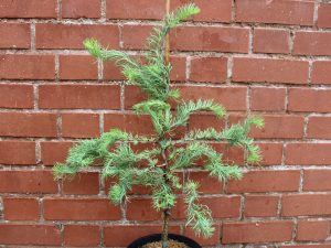 Larix kaempferi 'Diane' (3 Litre)