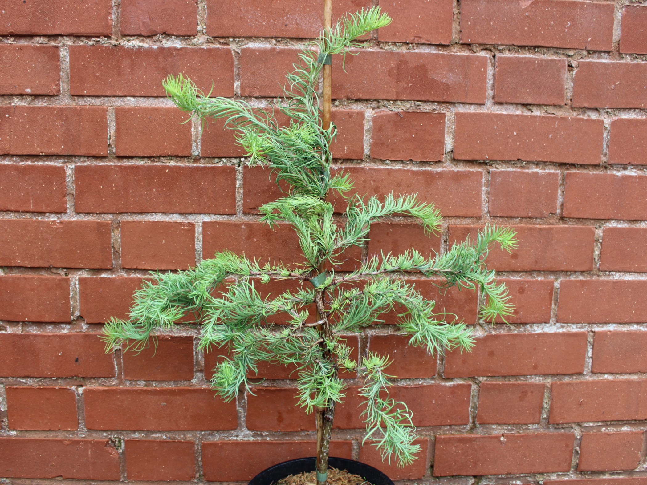 Larix kaempferi 'Diane' (3 Litre)