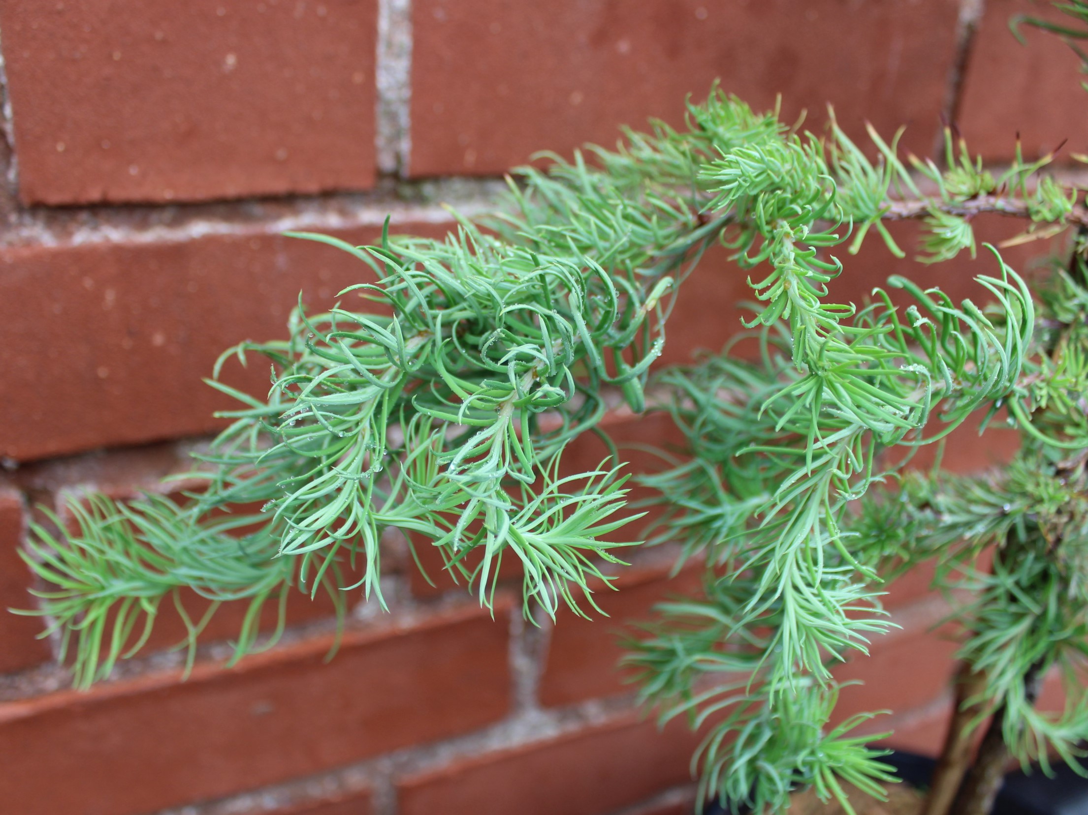 Larix kaempferi 'Diane' (3 Litre)