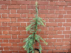 Larix kaempferi 'Stiff Weeper' (3 Litre)