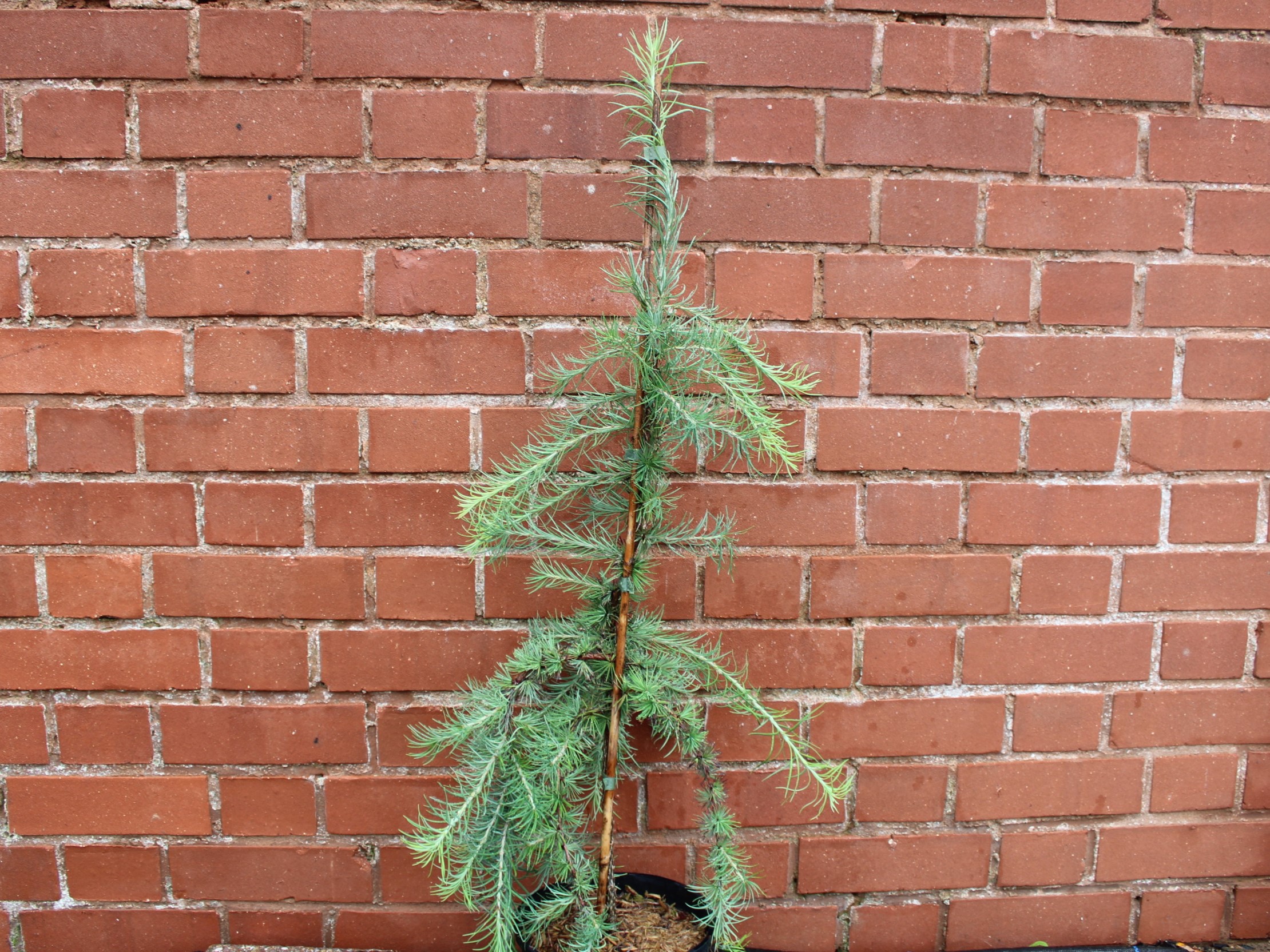 Larix kaempferi 'Stiff Weeper' (3 Litre)