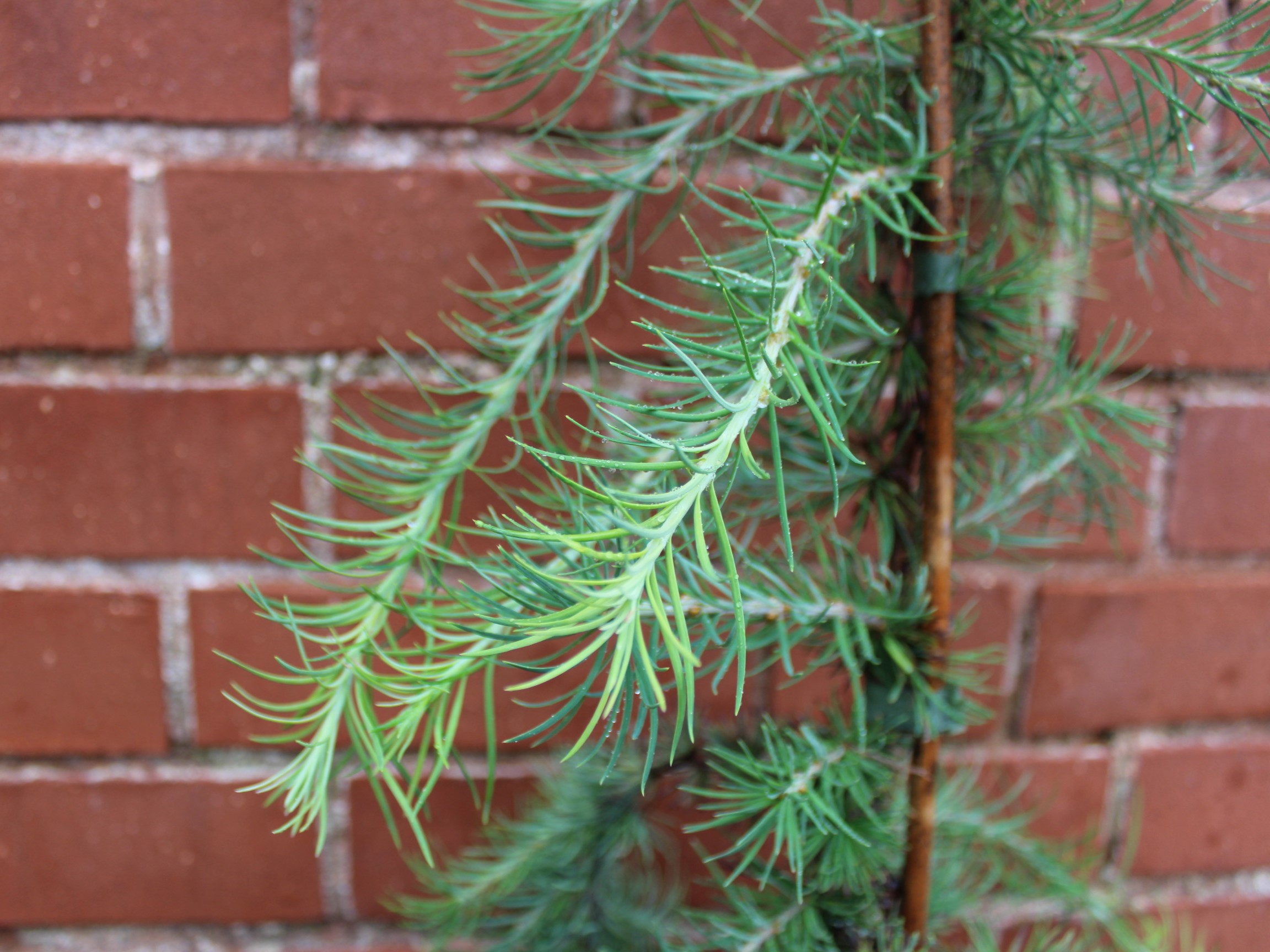 Larix kaempferi 'Stiff Weeper' (3 Litre)