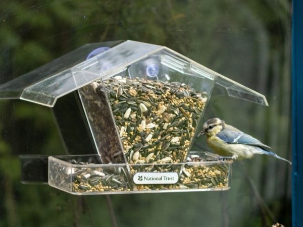 Window Feeder