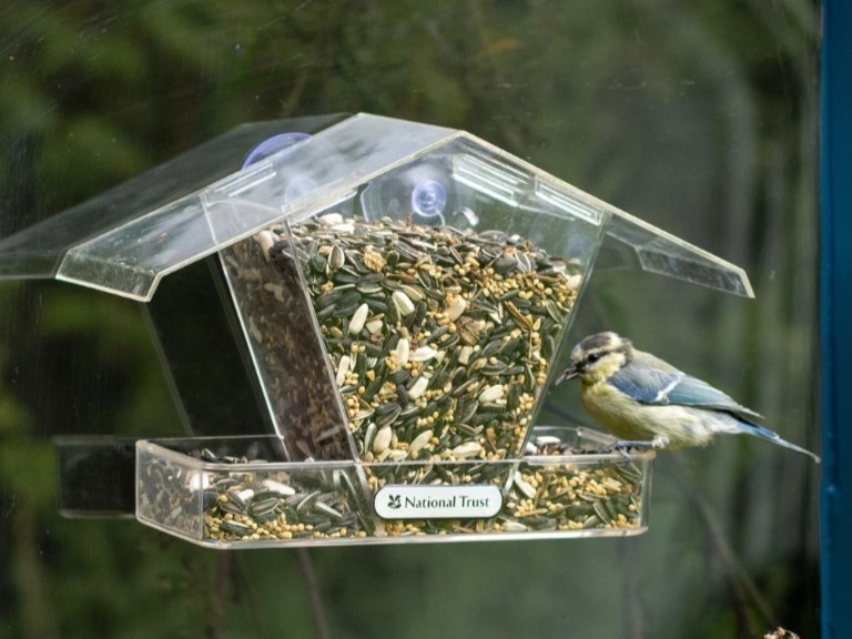 Window Feeder