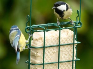 Mealworm Peanut Cake Square