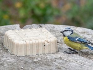 National Trust Original Peanut Cake Square