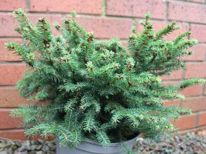 Picea abies 'Nidiformis' (5 Litre)