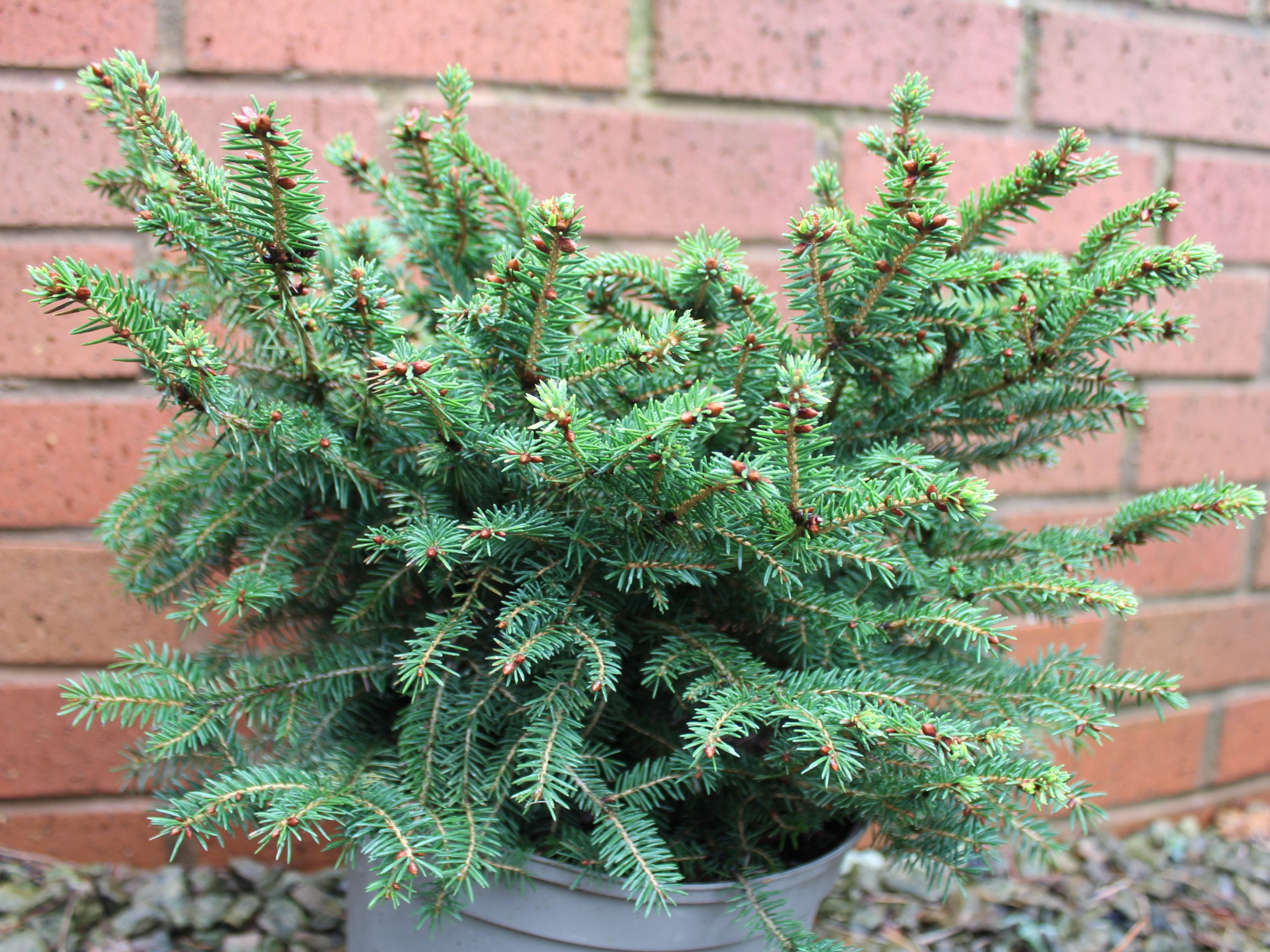 Picea abies 'Nidiformis' (5 Litre)