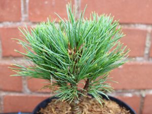 Pinus cembra 'David' (1.5 Litre)
