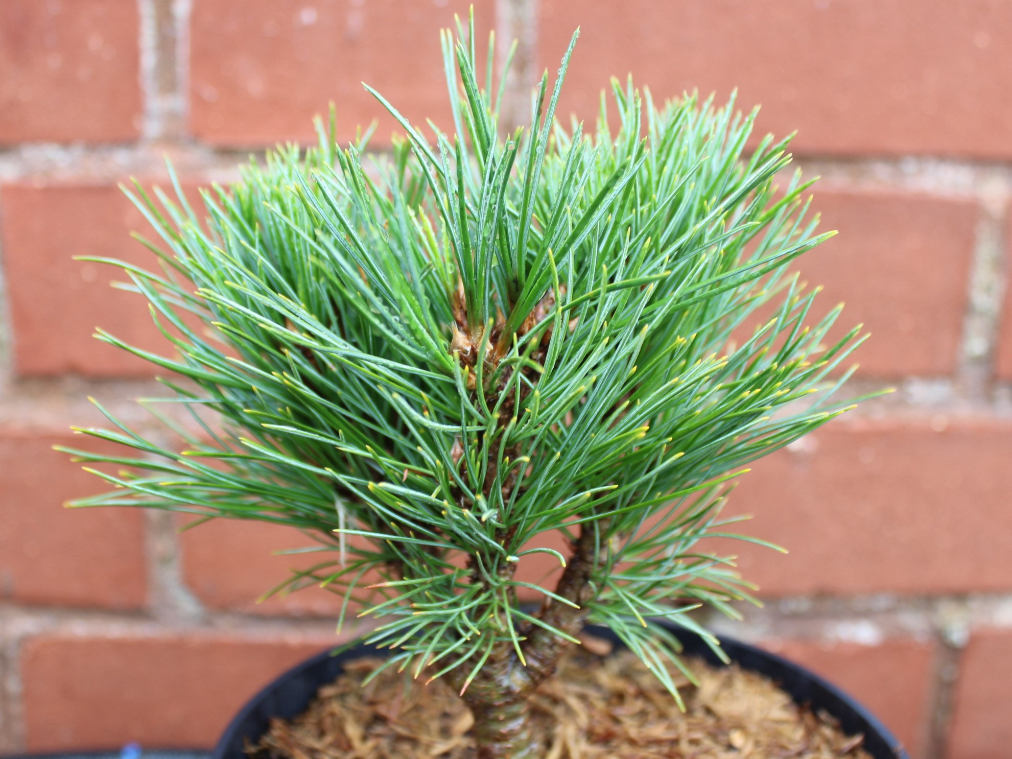 Pinus cembra 'David' (1.5 Litre)