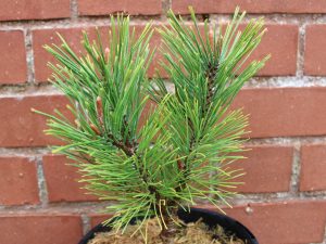 Pinus mugo 'Golden Glow' (3 Litre)