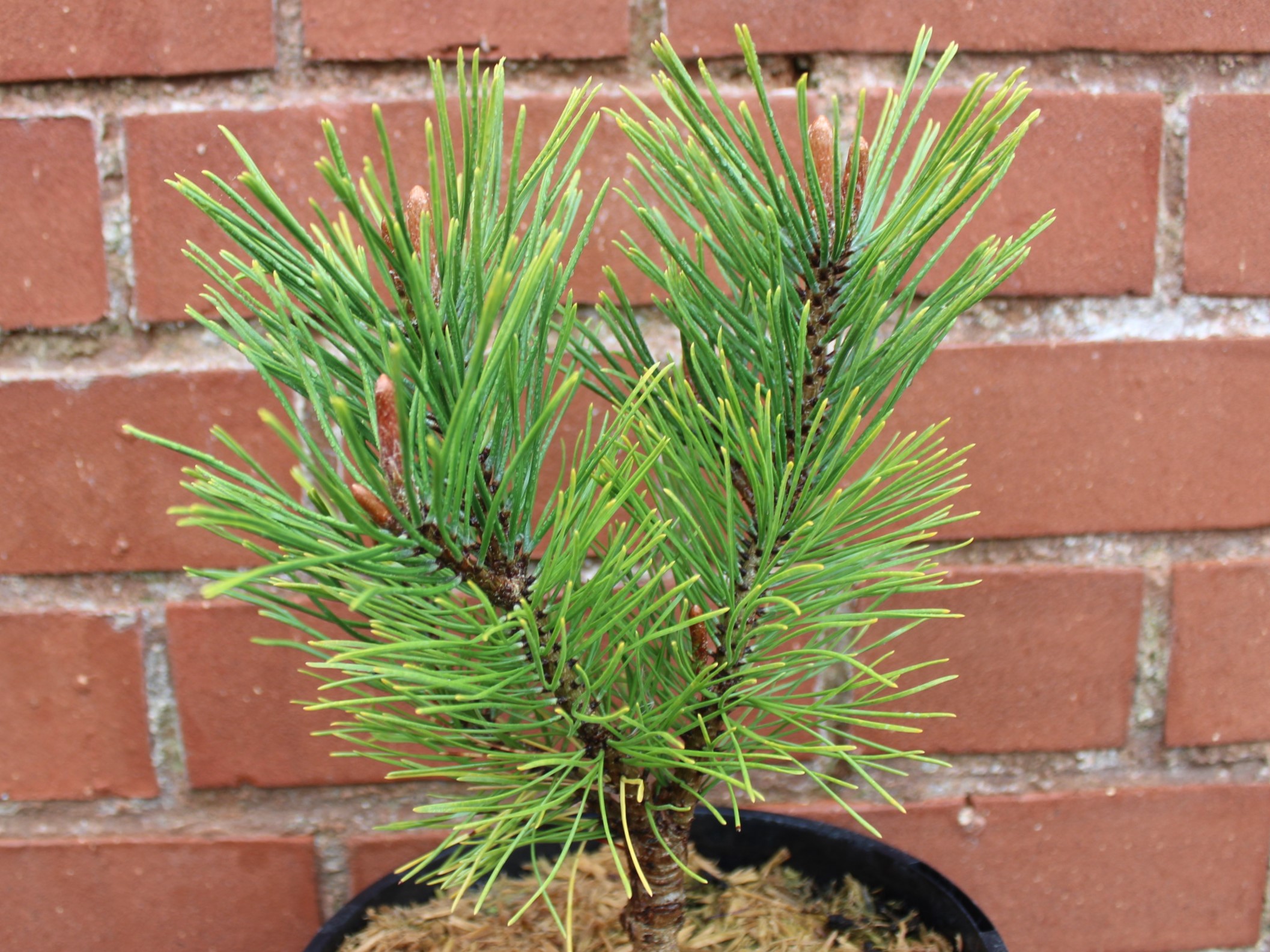 Pinus mugo 'Golden Glow' (3 Litre)