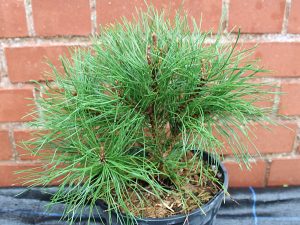 Pinus mugo 'Pumilio' (3 Litre)
