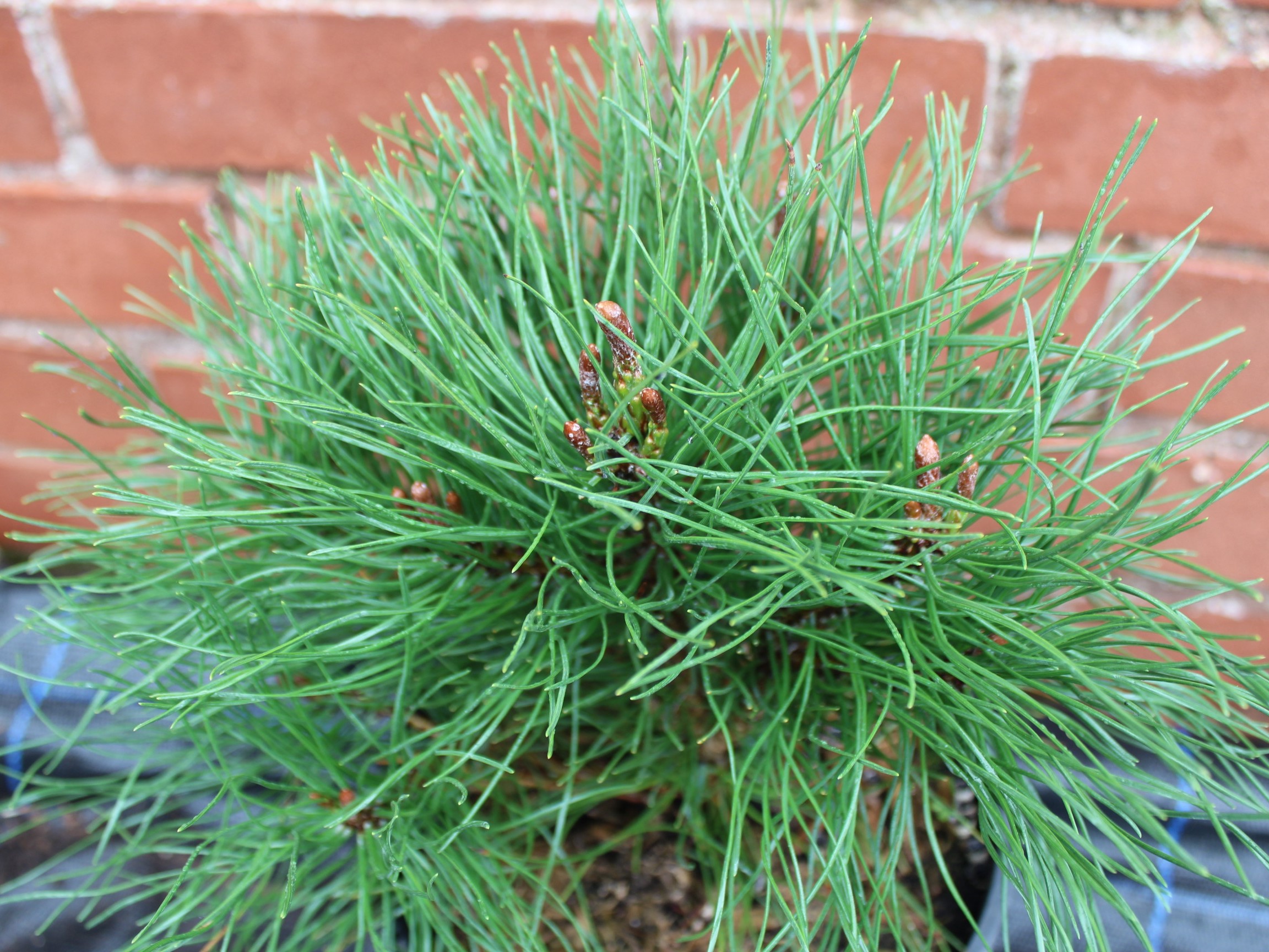 Pinus mugo 'Pumilio' (3 Litre)