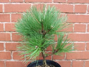 pinus nigra helga