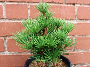 Sciadopitys verticillata Green Diamond