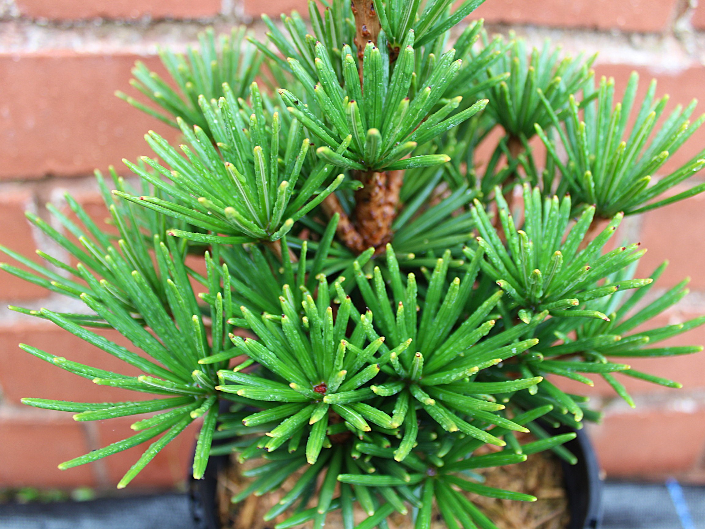 Sciadopitys verticillata 'Green Diamond' (3 Litre)