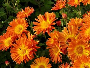 Hardy Chrysanthemum 'Marion'