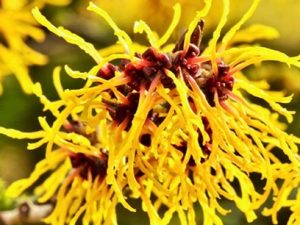 Hamamelis Lecture and Garden Tour