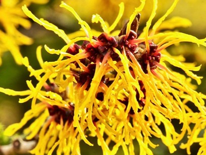 Hamamelis Lecture and Garden Tour